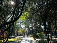 -瑞丽独树成林风景区