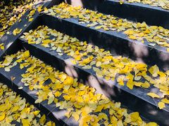 -武汉大学-樱园