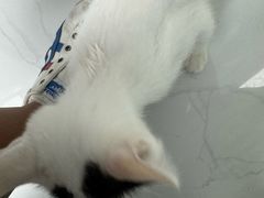 -纳吉亚猫专科动物诊疗中心(蒋宅口分院)