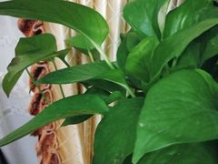 -曲阳花鸟市场(曲阳路店)
