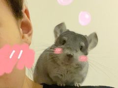 -瑞派·关忠动物医院·异宠专科·犬猫肿瘤·皮肤专科(望京店)