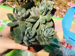 -秀丽东方