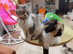 -Bastet sally猫舍购宠(静安店)