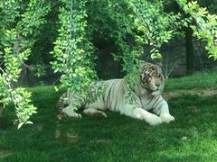 -北京野生动物园