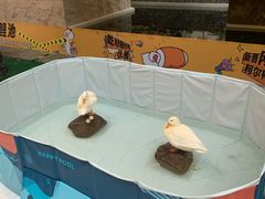 -太湖饭店玉兰厅(自助餐厅)