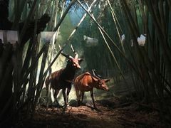 -美国自然历史博物馆