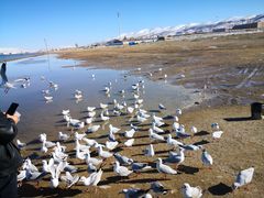 -青海湖国家重点风景名胜区