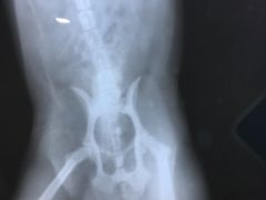 -米苏动物医院·犬猫专科·骨科外科内窥镜