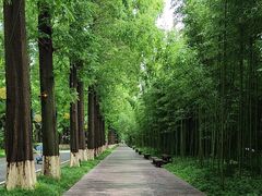 -黄海国家森林公园