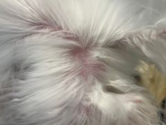 -萌宠之家·腊肠犬·马尔泰·小体犬舍