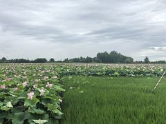 -洪湖生态旅游区