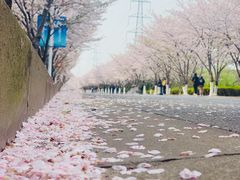-高东镇樱花园