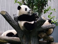 -卧龙中华大熊猫苑神树坪基地