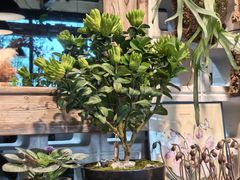 -自由生长植物工作室(深港花卉中心店)