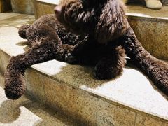 -more than meow吴止猫主题餐厅(承德 中船汇店)