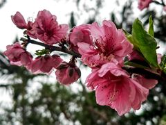 -桃花涧