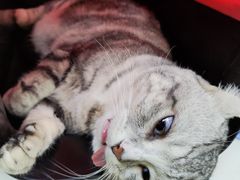 -乖乖宠物医院·猫科·急重症中心(车站北路分院)