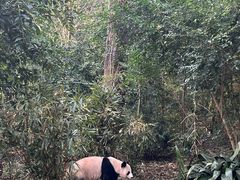 景点-成都大熊猫繁育研究基地