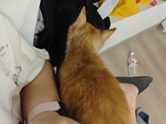 -宠颐生宠物医院·心肾内科·猫专科诊疗中心宠巢店