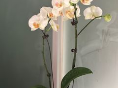 -墨宴(西洋湖店)