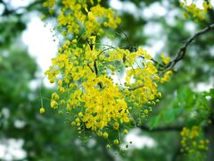 -火炉山森林公园