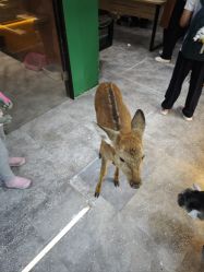 -神奇动物撸宠馆·羊驼·小浣熊·异宠(豫园店)