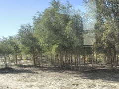 -金塔沙漠胡杨林景区