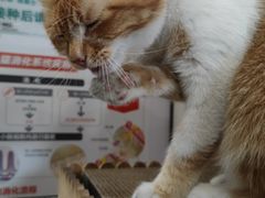 -爱侣·安琦尔宠物医院·中兽医针灸·心内科·狂犬免疫点(宝山区院)