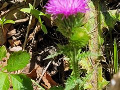 -云岫谷游猎自然风景区