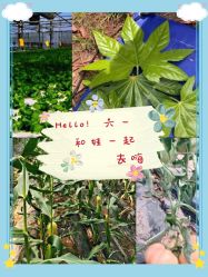 -麦粒鸟亲子游