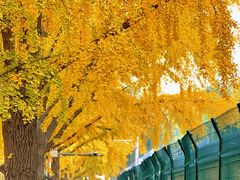 -三里屯东五街银杏大道