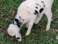 -清迈夜间动物园