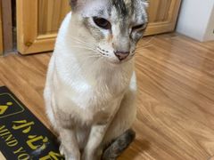 -MOCHA明星猫咖(田子坊店)