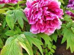 -莲花池公园