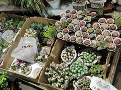 -循礼门鲜花花市(武汉循礼门店)