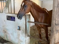 -松声马术俱乐部