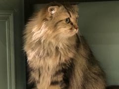 -安格丽娜·狗咖·猫咖羊驼咖(春熙路百盛商场店)