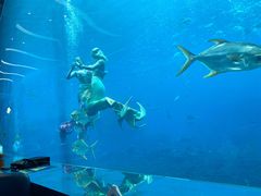 -瑞德姆美人鱼海底演艺主题餐厅(亚龙湾店)