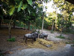 -清迈夜间动物园