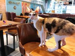 -猫小院猫主题餐厅(三里屯店)