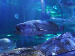 -悉尼海洋生物水族馆