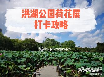 攻略丨深圳洪湖公园荷花展打卡攻略