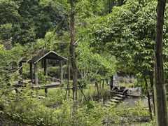 -中国大熊猫保护研究中心雅安碧峰峡基地