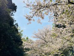 -武汉大学-樱园