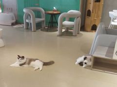 -藏猫猫咖啡主题馆(中央大道店)