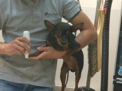 -PETKIT 小佩宠物·低压洗护·美容·寄养(安远店)