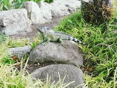 -新加坡飞禽公园
