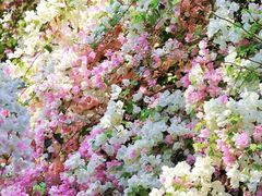 -深圳国际园林花卉博览园