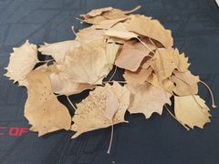 -金塔沙漠胡杨林景区