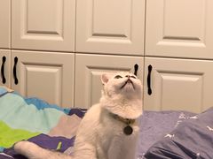 -喵zoo家庭繁育猫舍(尖东智能花园店)